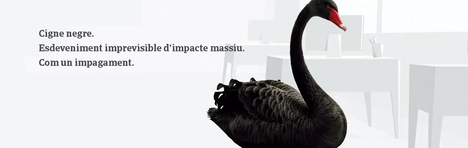 Cigne negre. Esdeveniment imprevisible dímpacte massiu. Com um impagament. Contacte amb nosaltres!